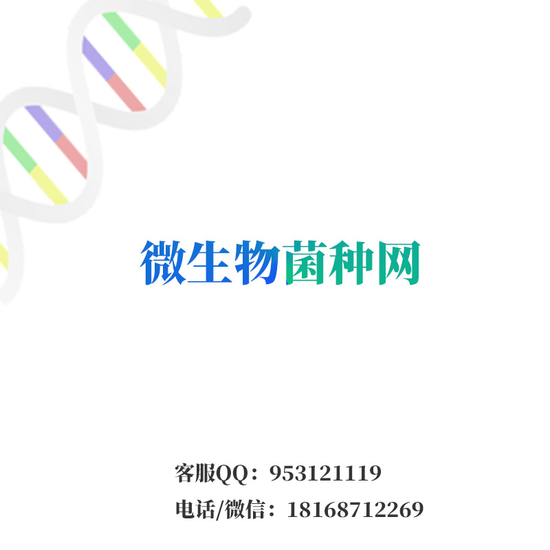 铜绿假单胞菌 绿脓杆菌 ATCC27853 CMCC(B)10104 二代斜面 标准菌株